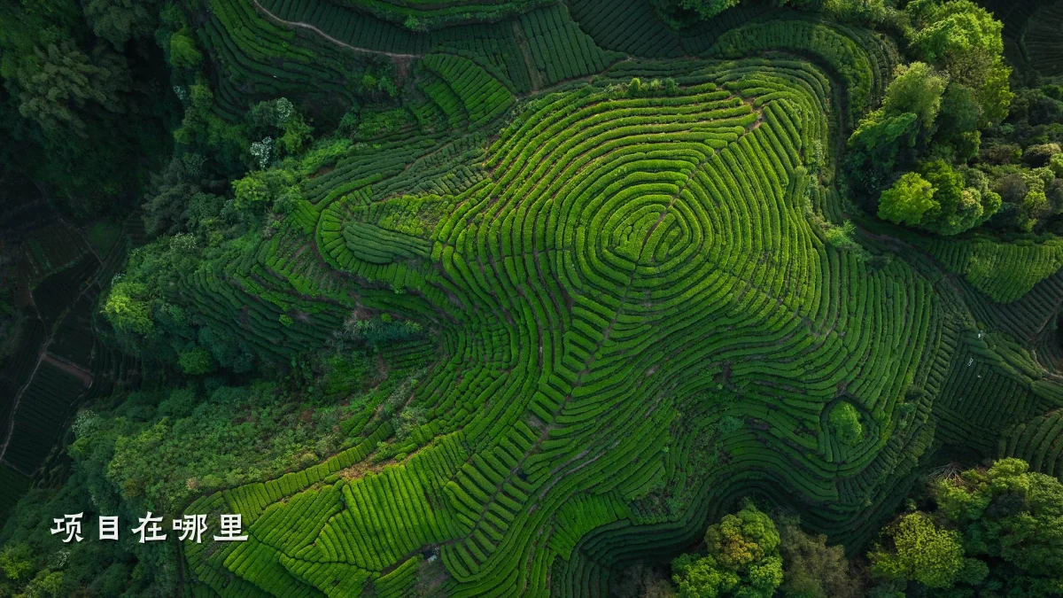 项目在哪里