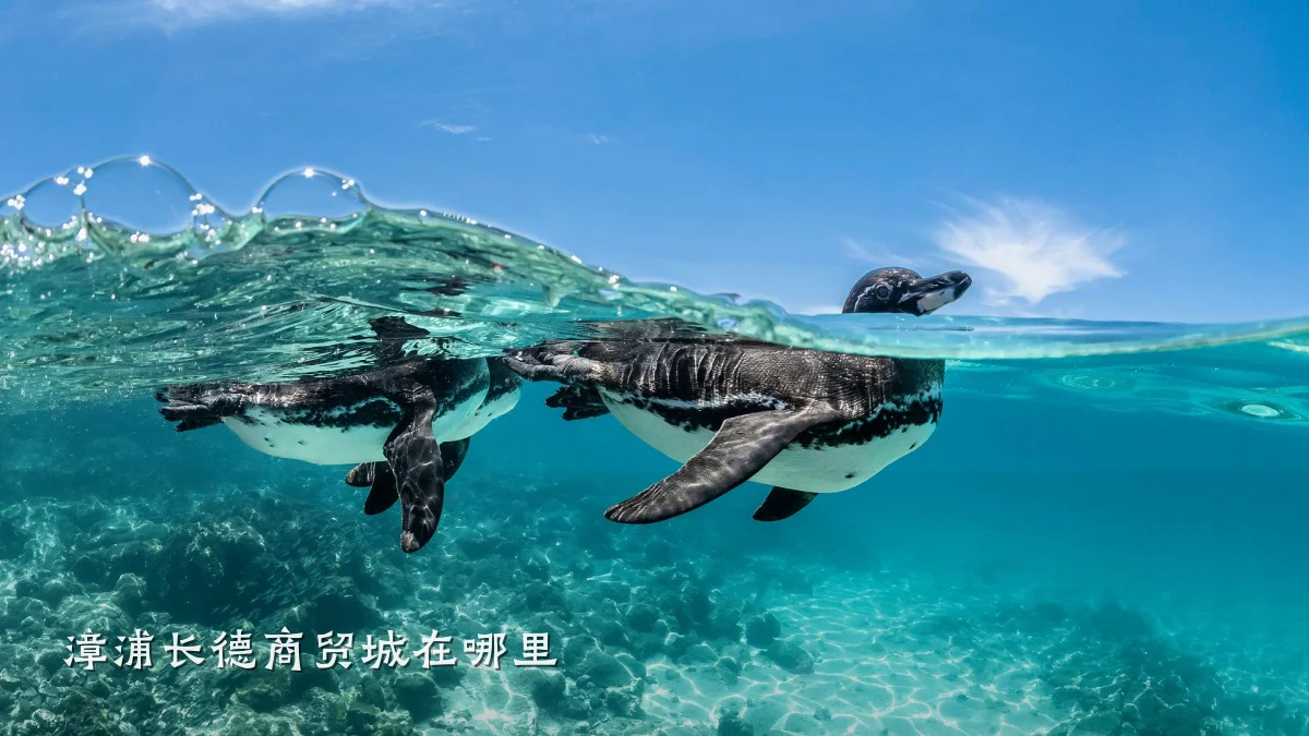 漳浦长德商贸城在哪里