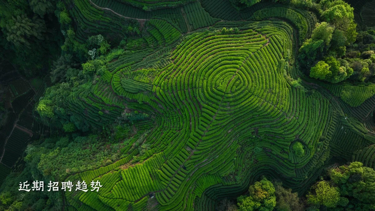 近期招聘趋势