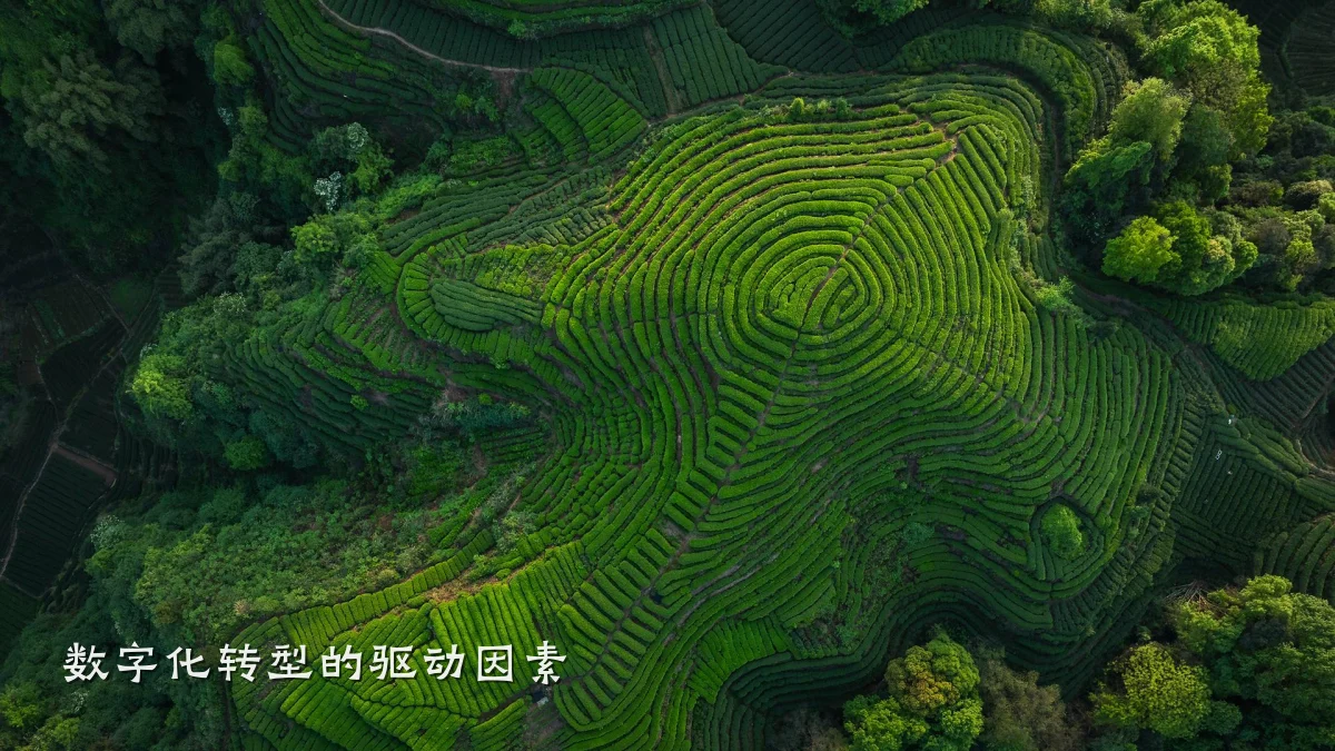 数字化转型的驱动因素