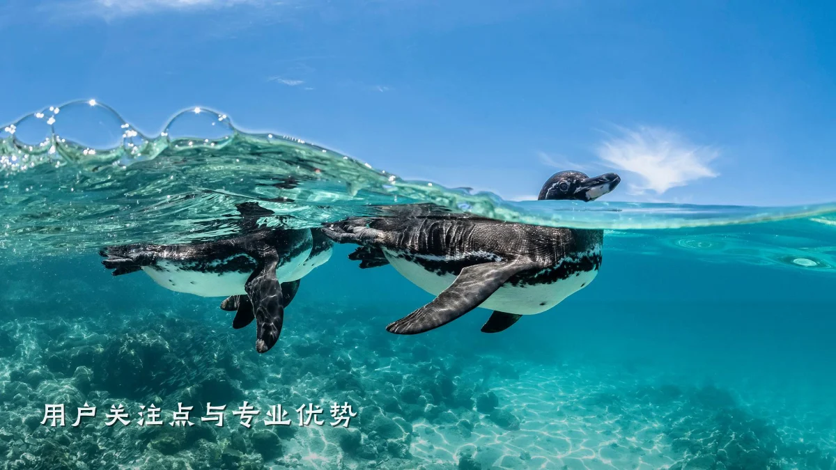 用户关注点与专业优势