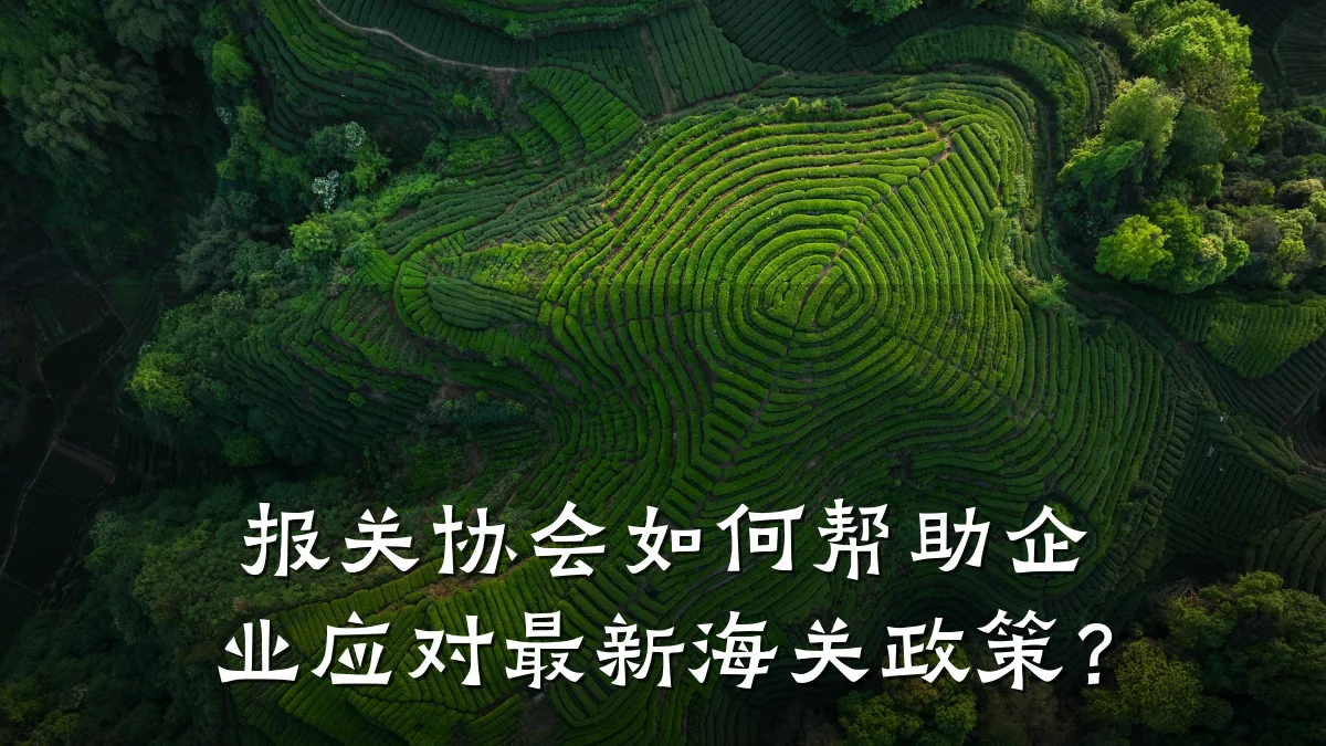 报关协会如何帮助企业应对最新海关政策?