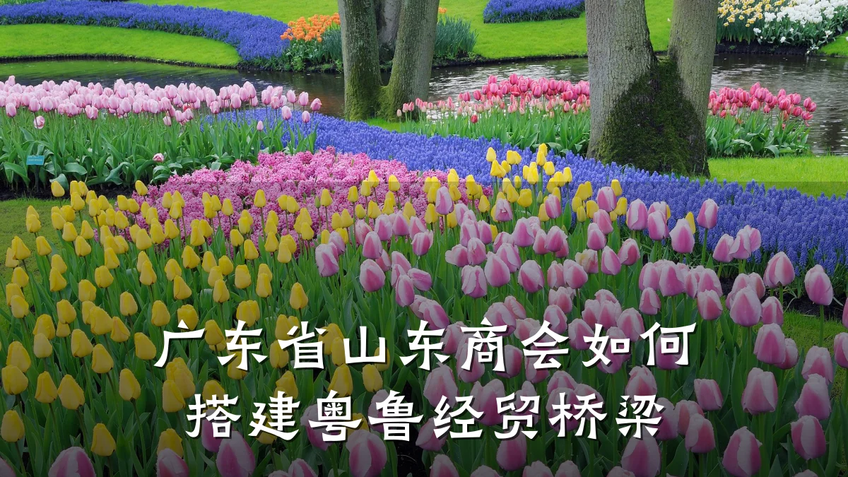 广东省山东商会如何搭建粤鲁经贸桥梁