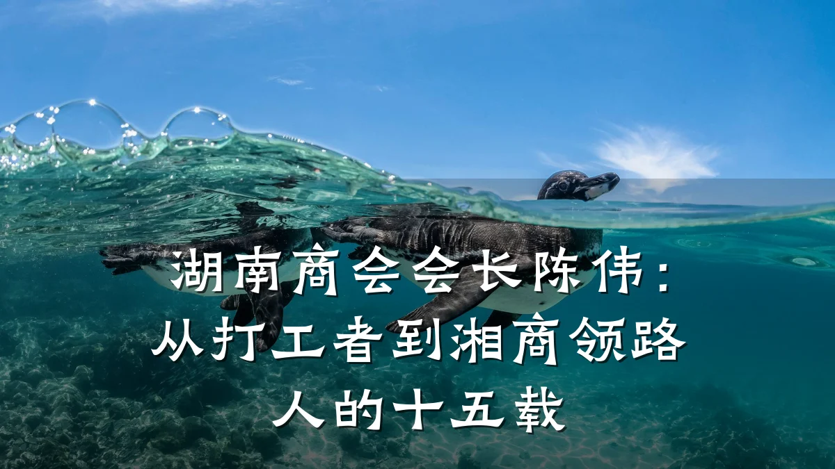 湖南商会会长陈伟:从打工者到湘商领路人的十五载