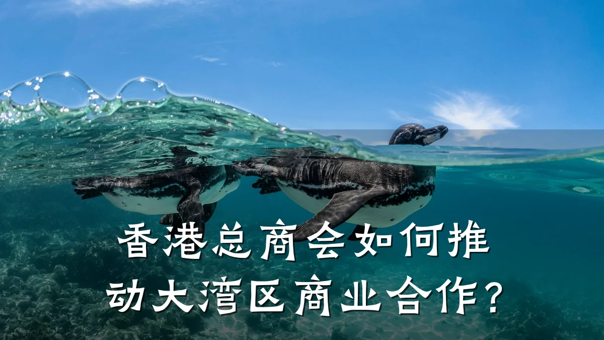香港总商会如何推动大湾区商业合作?