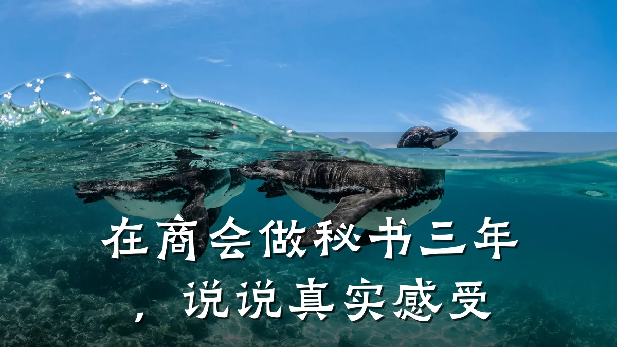 在商会做秘书三年,说说真实感受