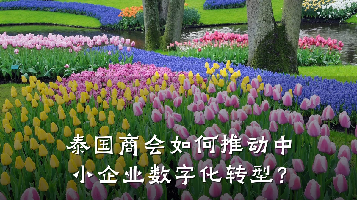 泰国商会如何推动中小企业数字化转型？