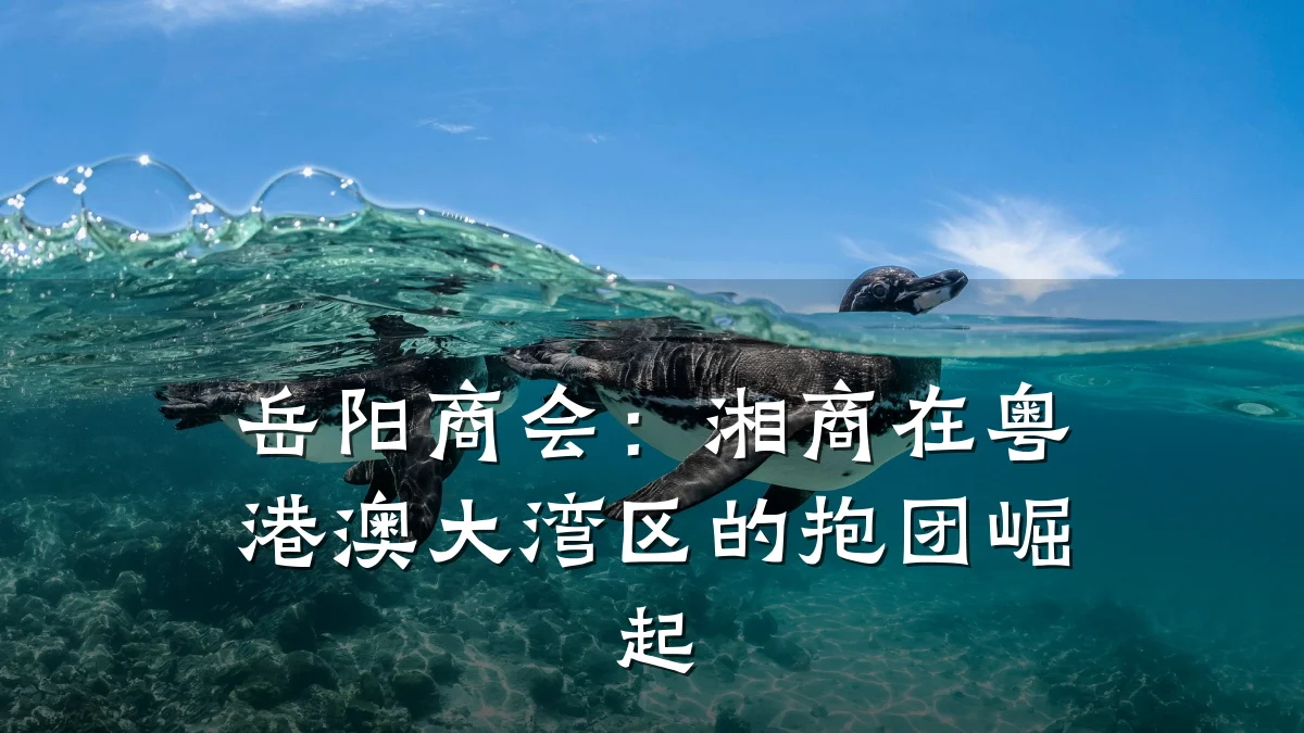 岳阳商会：湘商在粤港澳大湾区的抱团崛起