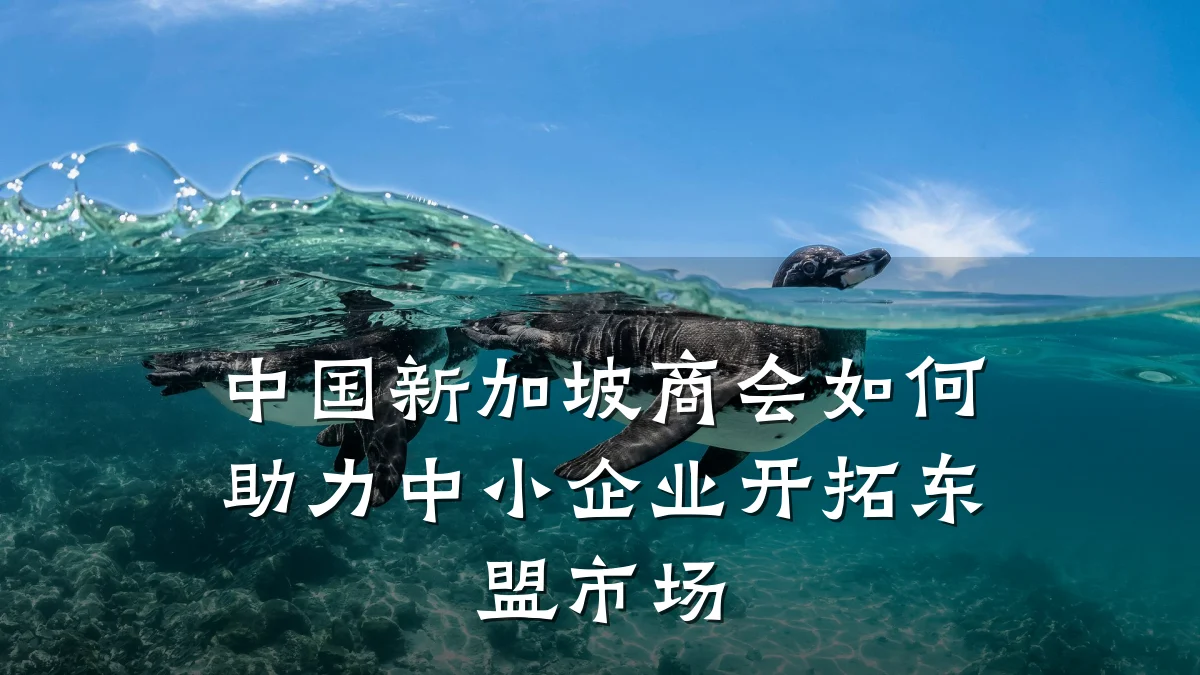 中国新加坡商会如何助力中小企业开拓东盟市场