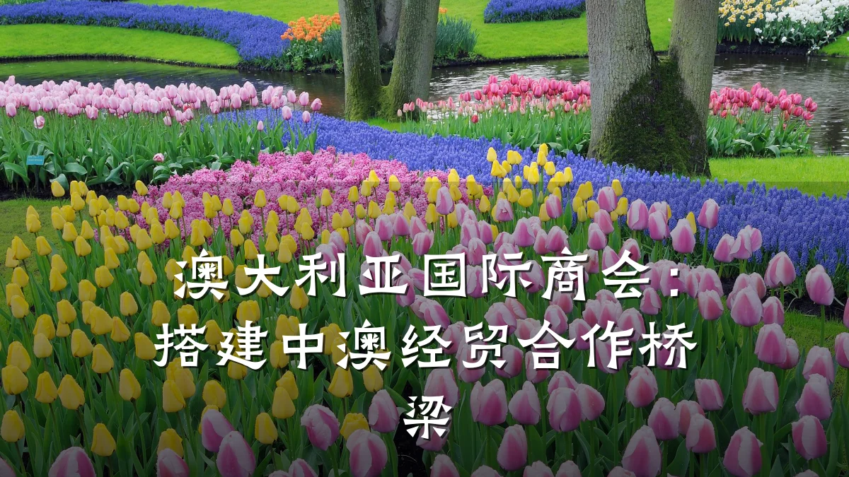 澳大利亚国际商会:搭建中澳经贸合作桥梁