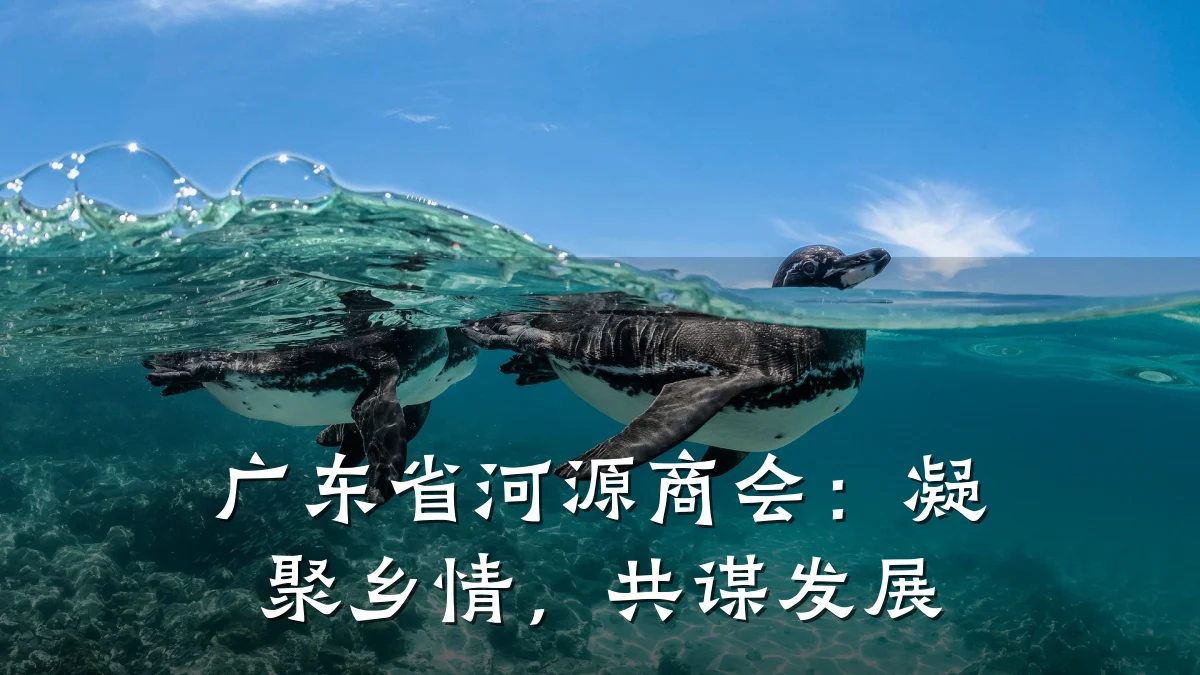 广东省河源商会:凝聚乡情,共谋发展