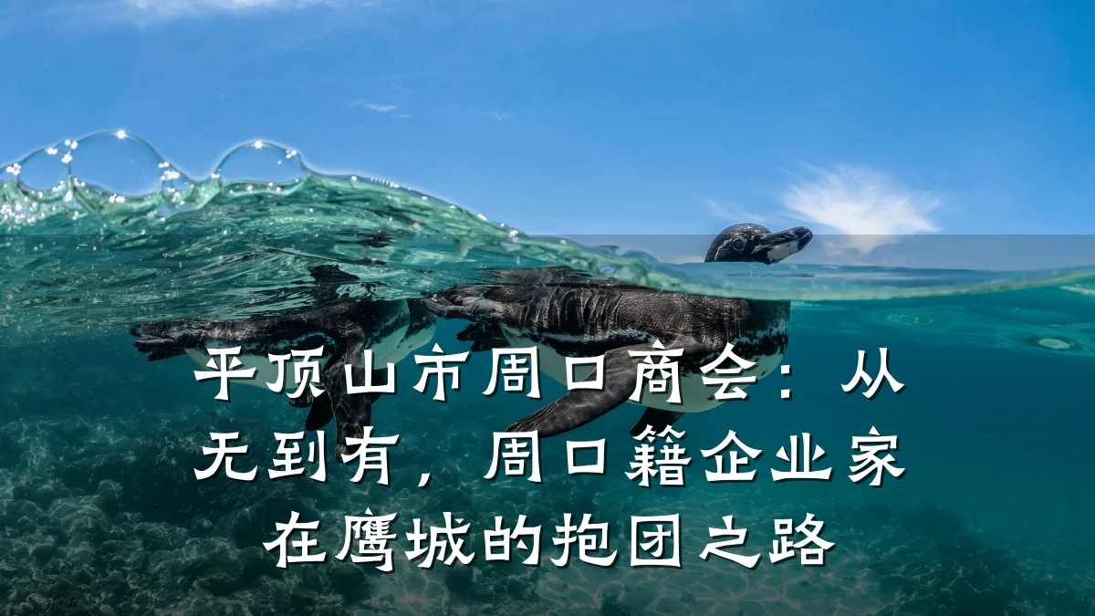 平顶山市周口商会:从无到有,周口籍企业家在鹰城的抱团之路