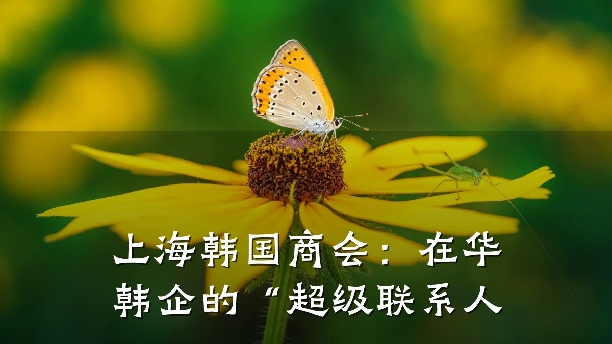 上海韩国商会:在华韩企的“超级联系人