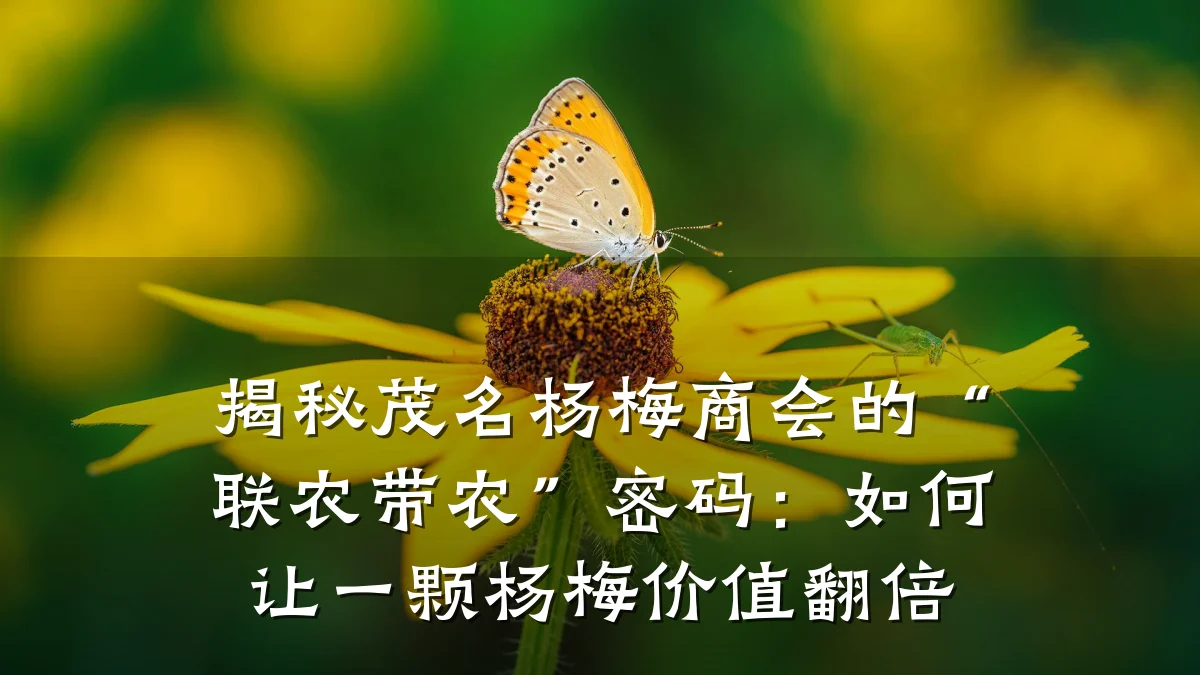 揭秘茂名杨梅商会的“联农带农”密码:如何让一颗杨梅价值翻倍