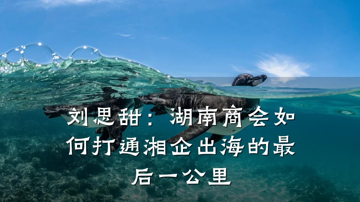刘思甜:湖南商会如何打通湘企出海的最后一公里