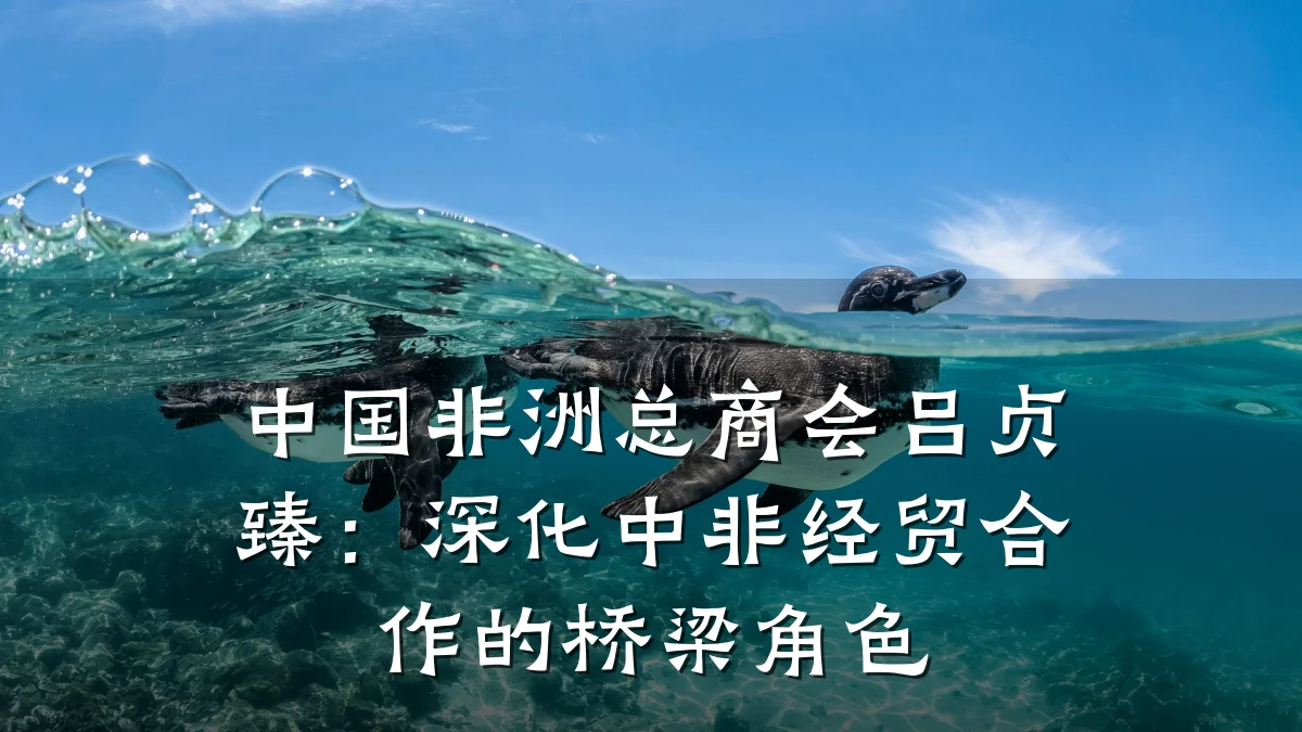 中国非洲总商会吕贞臻:深化中非经贸合作的桥梁角色