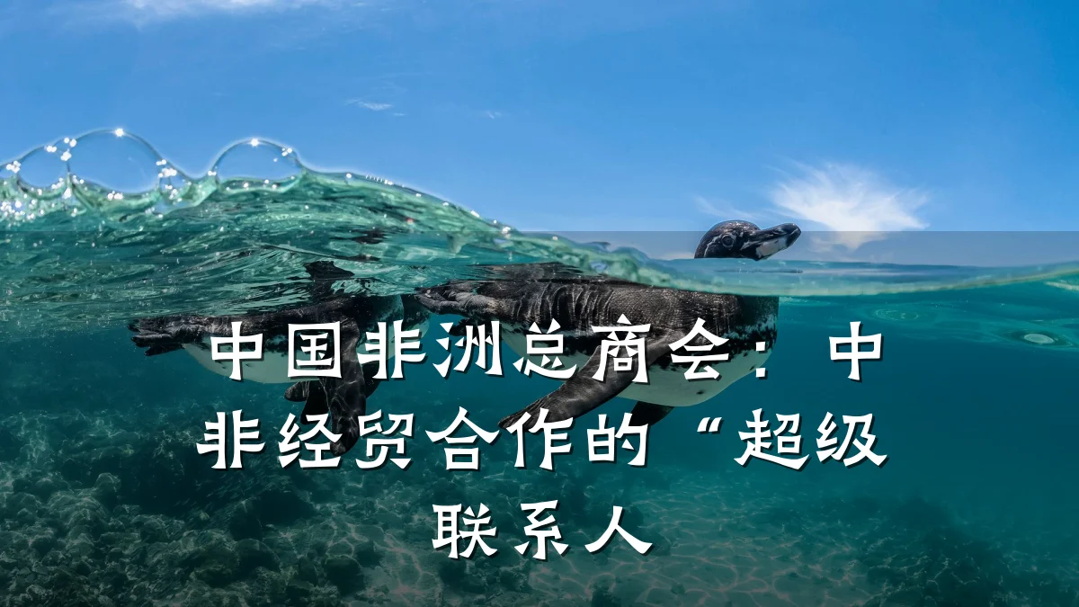 中国非洲总商会：中非经贸合作的“超级联系人