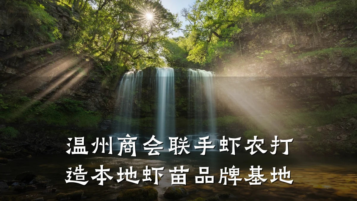温州商会联手虾农打造本地虾苗品牌基地