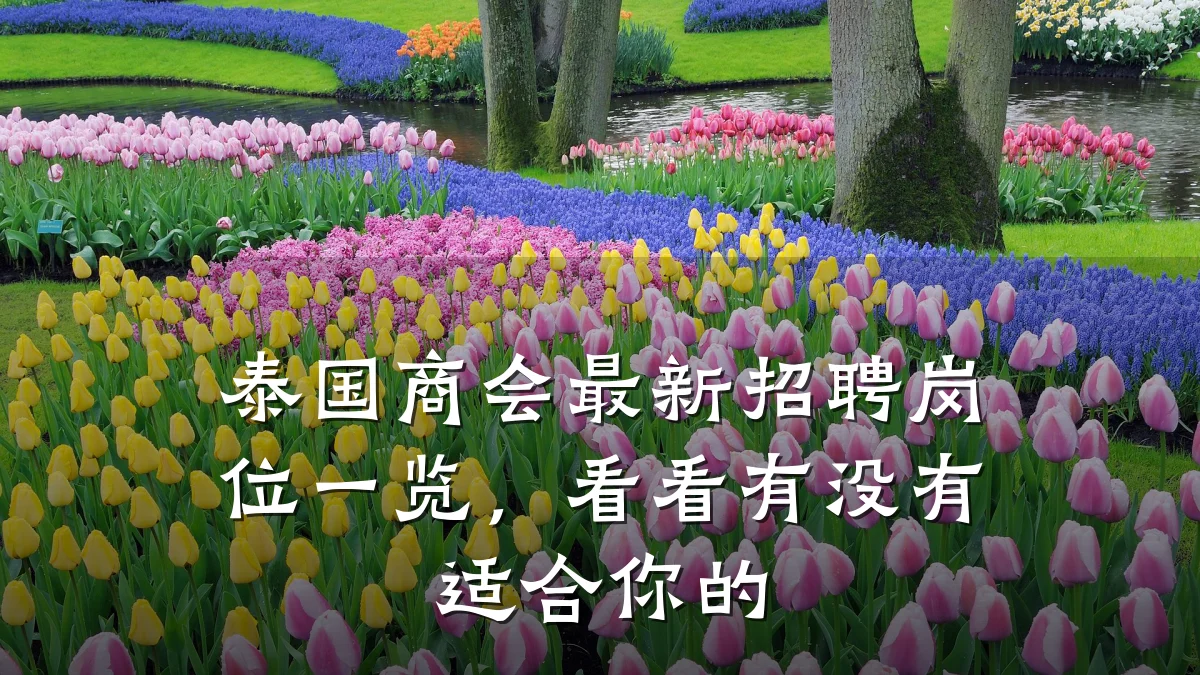 泰国商会最新招聘岗位一览,看看有没有适合你的