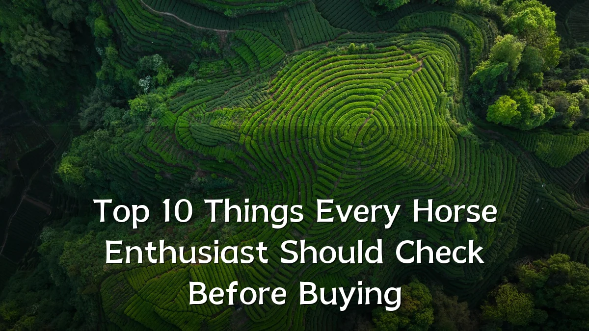 Top 10 Things Every Horse Enthusiast Should Check Before Buying