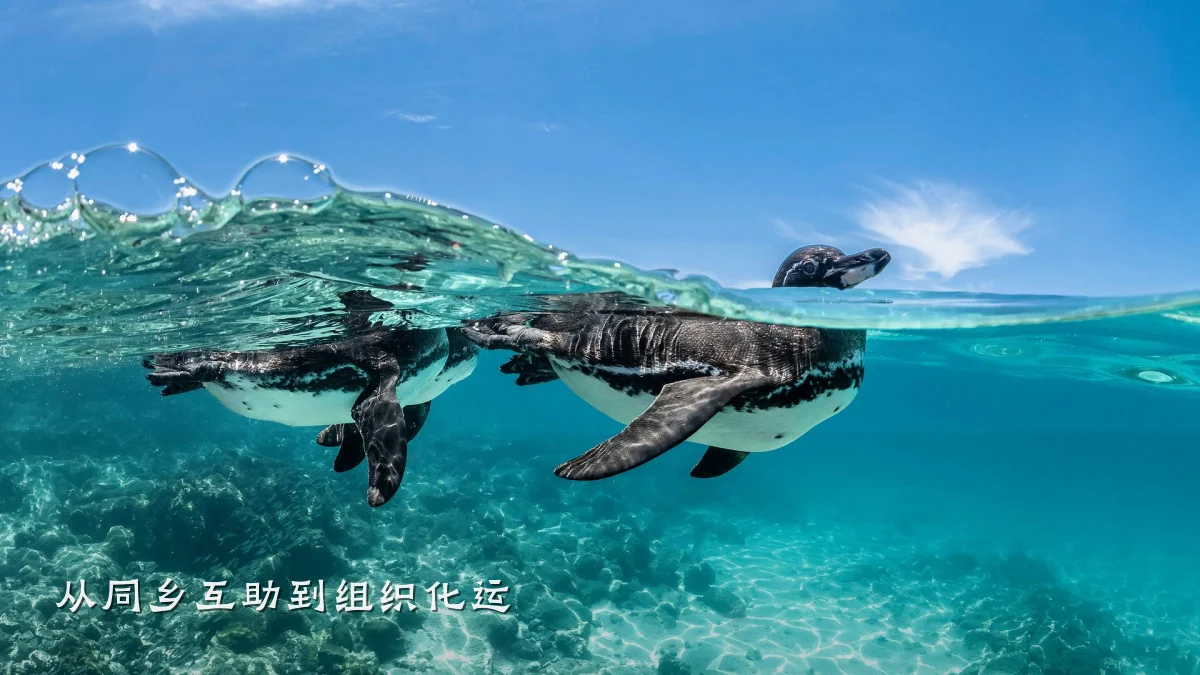 从同乡互助到组织化运